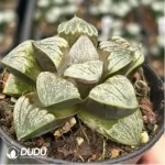 Haworthia Aries - Image 2