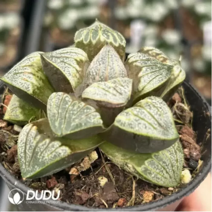 Haworthia Aries - Image 2