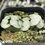 Haworthia Apparition - Image 2