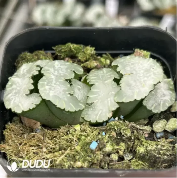 Haworthia Apparition - Image 2