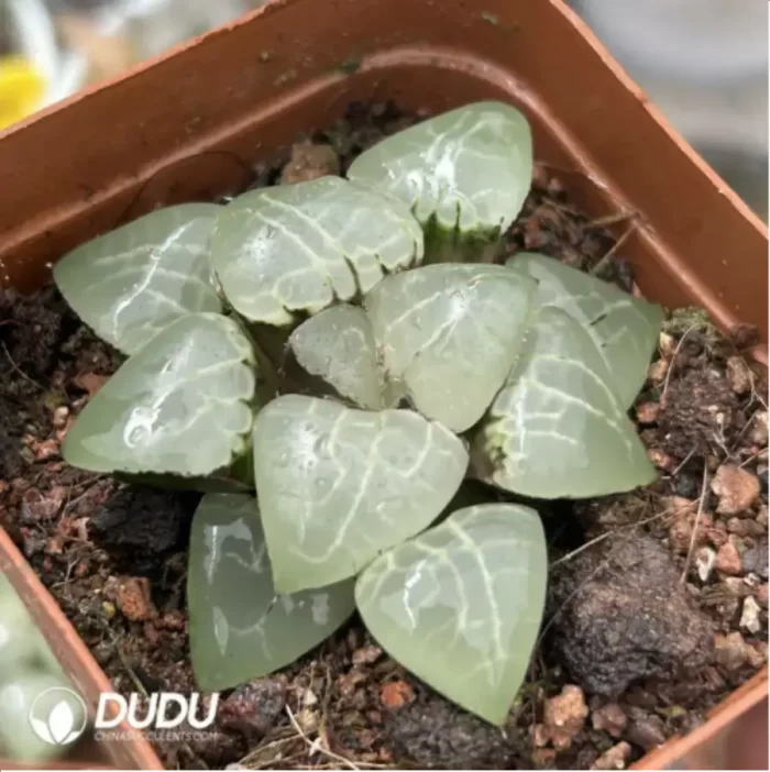 Haworthia Maughanii Corolla - Image 2