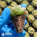 105Pcs/Tray Echeveria Flash Seedlings(Mix & Match 5+) - Image 2