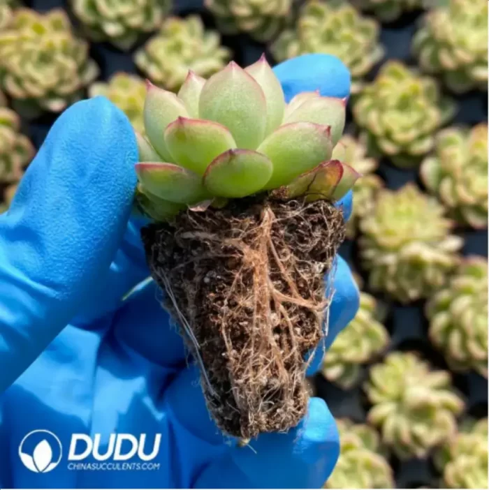 105Pcs/Tray Echeveria Flash Seedlings(Mix & Match 5+) - Image 2