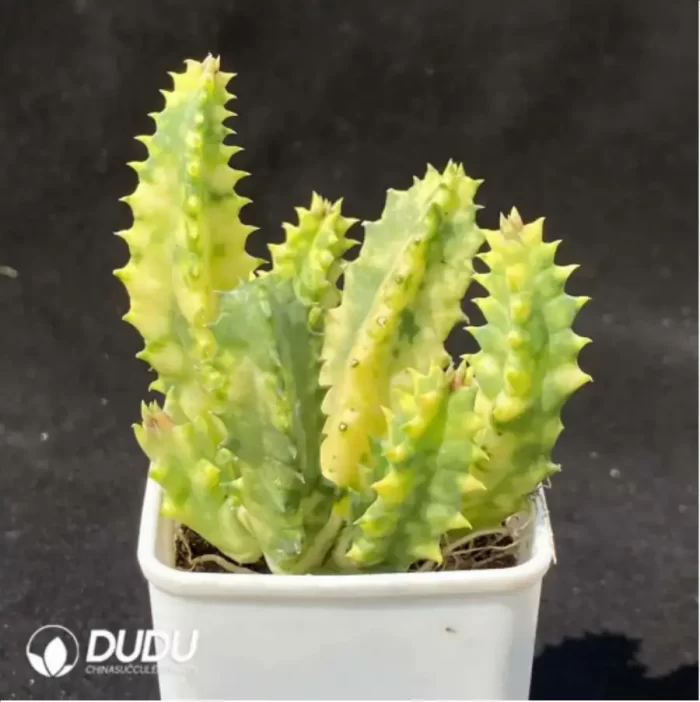 Orbea Haw. Stapeliagigantea Variegated - Image 2