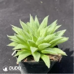 Haworthia Kegazato magnifica - Image 2