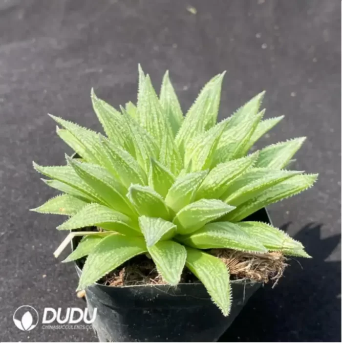 Haworthia Kegazato magnifica - Image 2