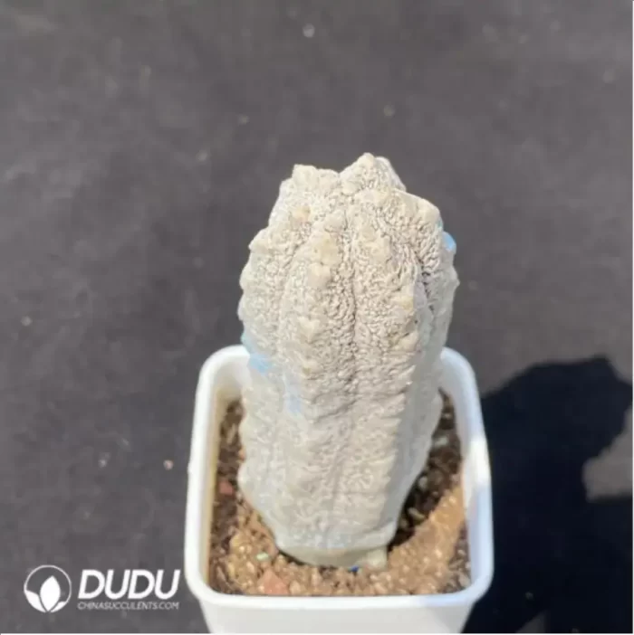 Euphorbia abdelkuri - Image 2