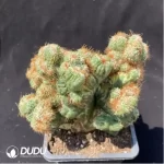 Cactus-Astrophytum myriostigma var. nudum - Image 2