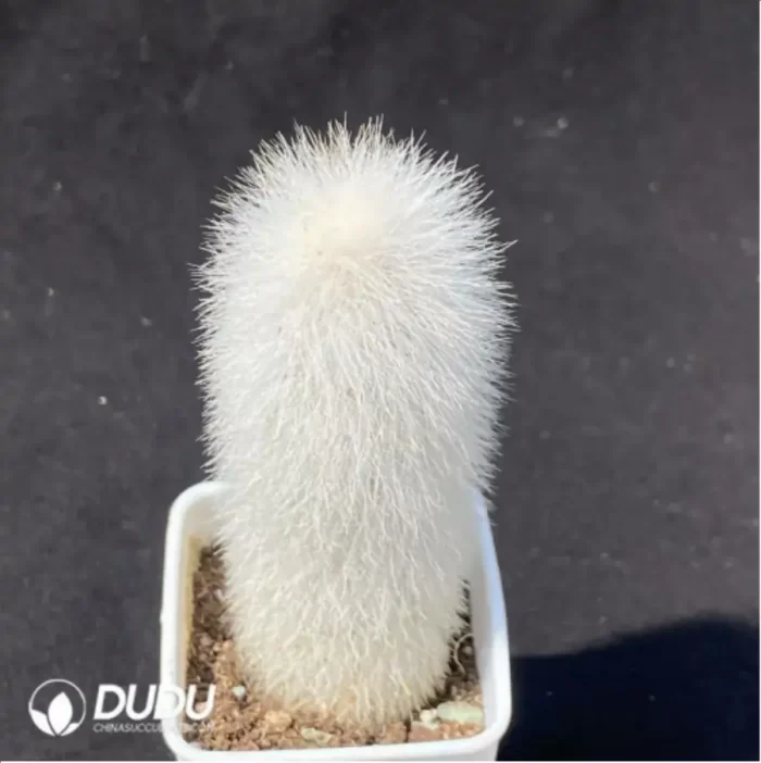 Cactus-CleistoCactus-Strausii - Image 2