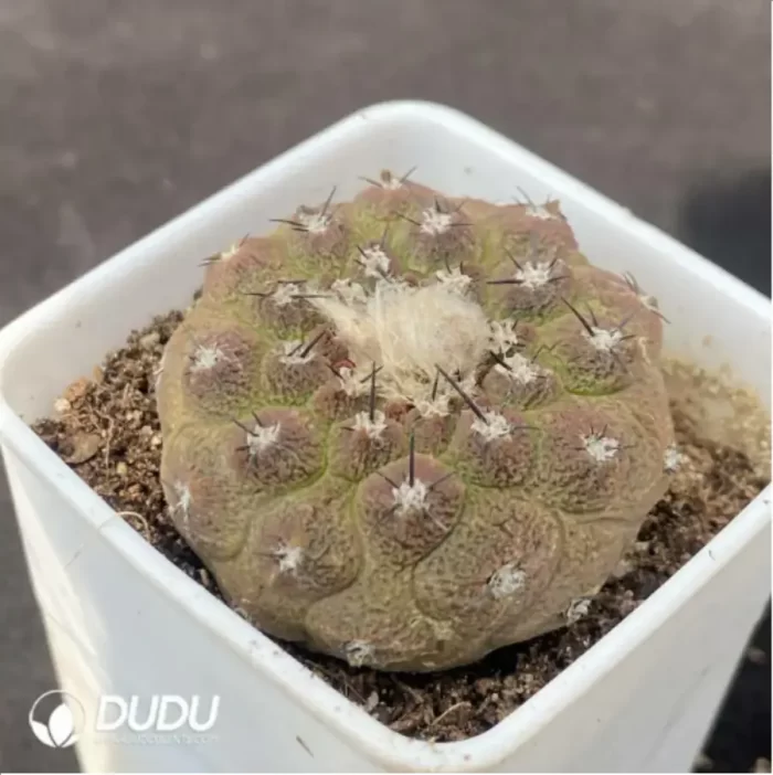 Cactus-Copiapoa lizard skin - Image 2