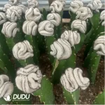 Cactus-Mammillaria Perezdelarosae (60mm) - Image 2