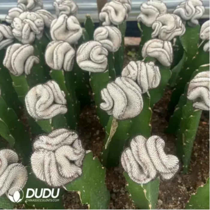 Cactus-Mammillaria Perezdelarosae (60mm) - Image 2