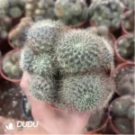 Cactus-Sulcorebutia Black Widow Clustering - Image 2