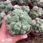 Cactus-Echinocactus Ivory Monstrose - Image 2