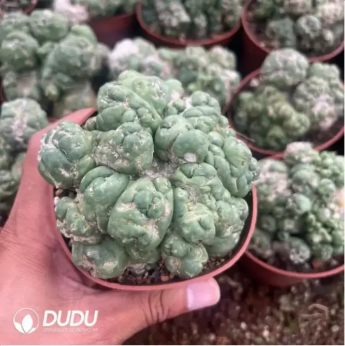 Cactus-Echinocactus Ivory Monstrose - Image 2