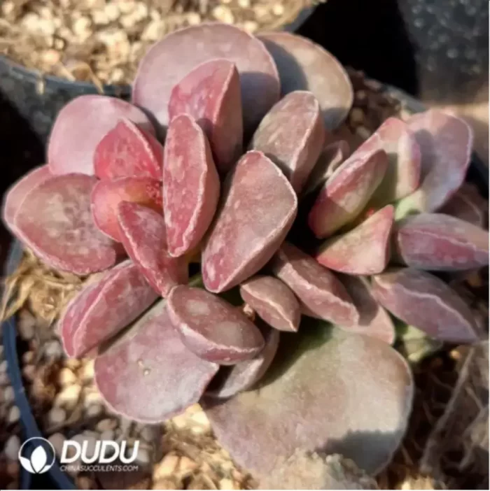 Adromischus Marianae - Image 2