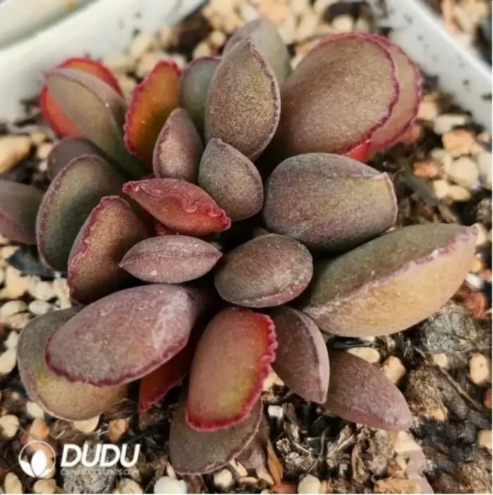 Adromischus German Purple Egg - Image 2