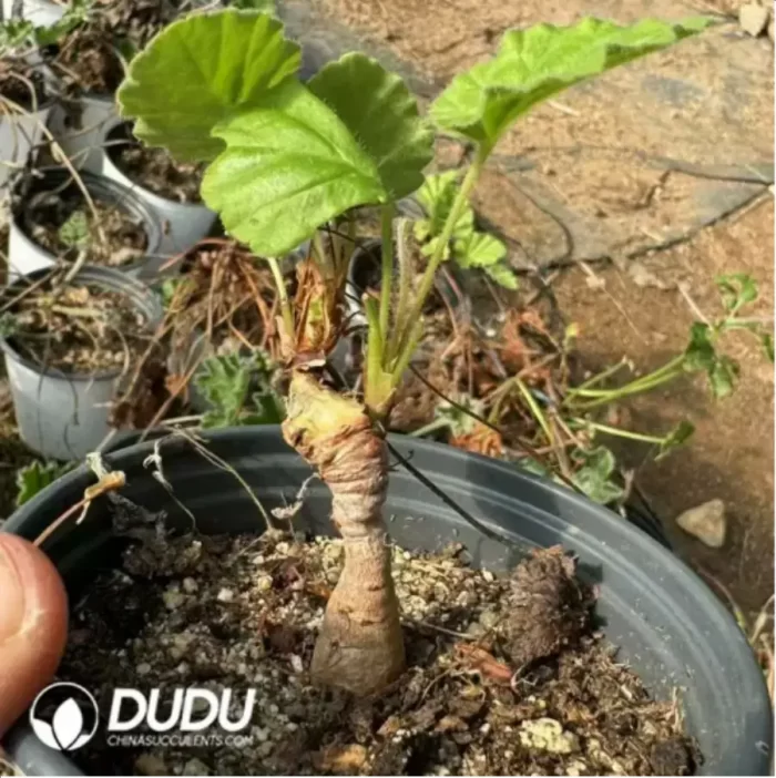 240MM Aeonium Sweet Tea Clustering - Image 2