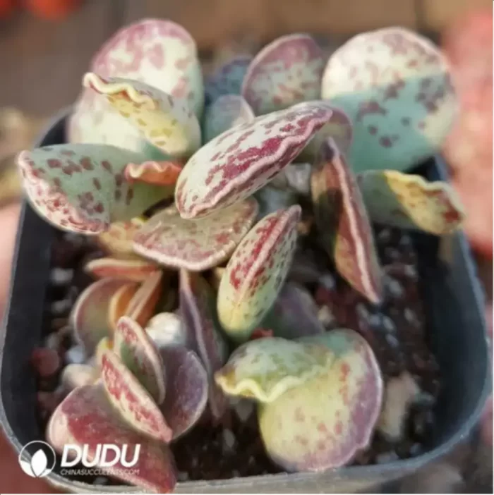 Adromischus Pure Red Hamo - Image 2