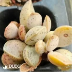 Adromischus Sesame Cake - Image 2