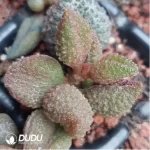 Adromischus Pink Rose - Image 2