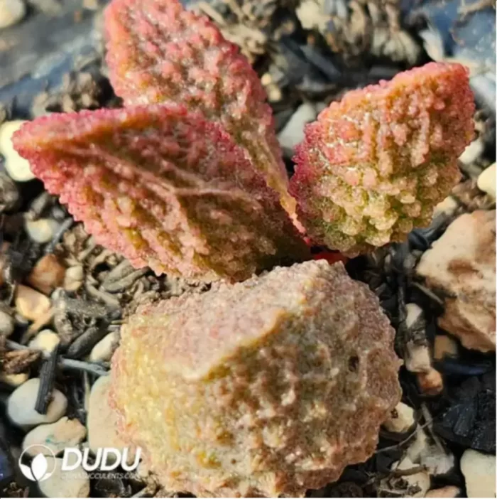 Adromischus Lychee Peel - Image 2