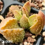 Adromischus Alice - Image 2