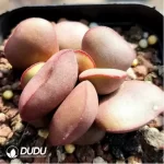 Adromischus Germinal No.02 - Image 2