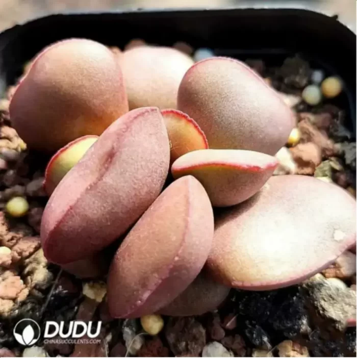 Adromischus Germinal No.02 - Image 2