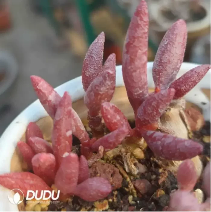 Adromischus Sliver Princess - Image 2