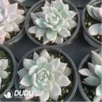 Echeveria Blue bird variegated - Image 2