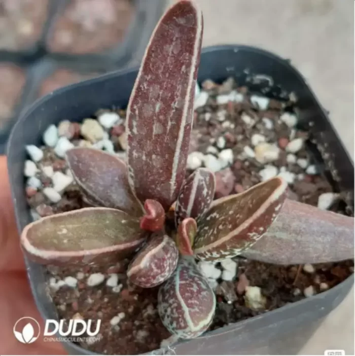 Adromischus Balls - Image 2