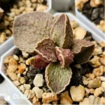Adromischus Random 48 Varietal Leaves (Not Duplicated)b - Image 2