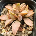 Adromischus Wine Red Pork Liver - Image 2