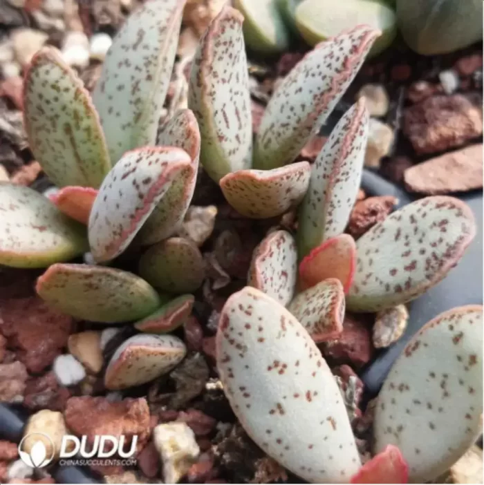 Adromischus Mango Pudding - Image 2