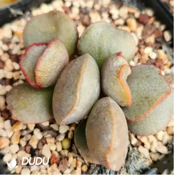 Adromischus Chocolate - Image 2