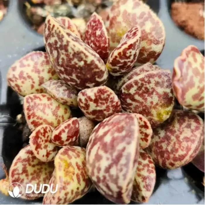 Adromischus AV - Image 2