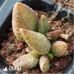 Adromischus Purple Horse Egg - Image 2