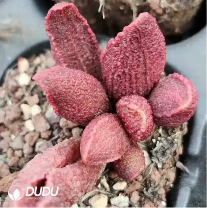 Adromischus Colorful Fairy - Image 2