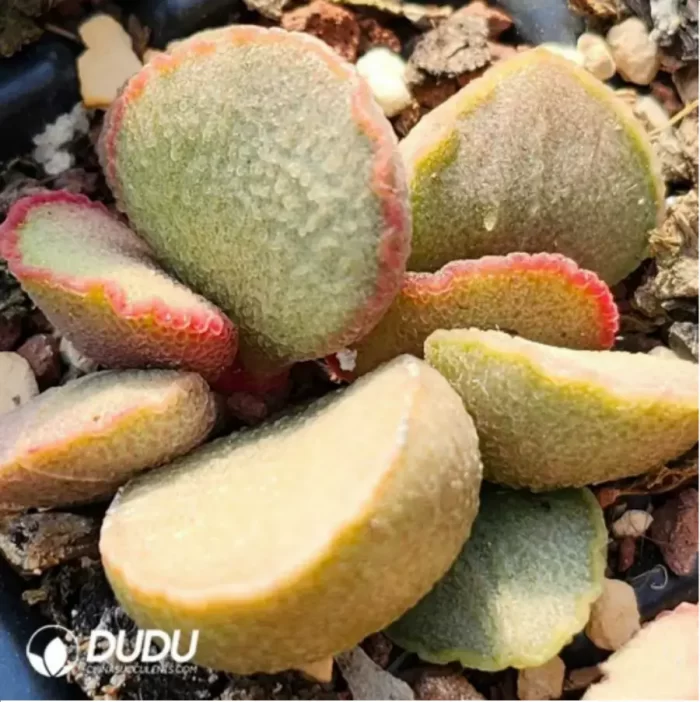 Adromischus Duchess - Image 2