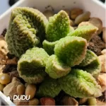 Adromischus German Pig Liver - Image 2