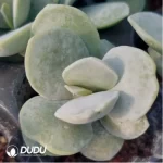 Adromischus Pink Abalone - Image 2
