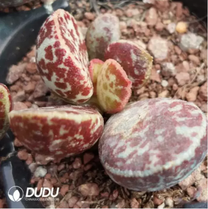 Adromischus Leucophyllus - Image 2