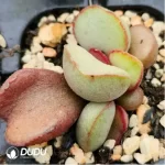 Adromischus Cristatus Var. Clavifolius - Image 2