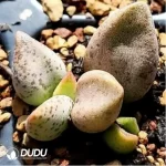 Adromischus Elsa - Image 2