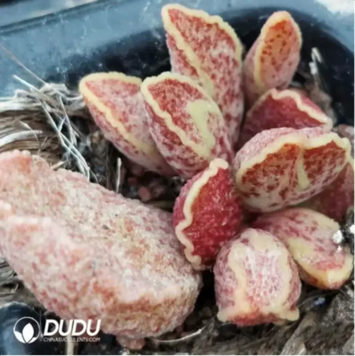 Adromischus 4X - Image 2