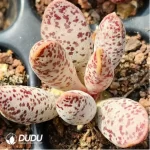 Adromischus Purple Cooperi v. Festivus - Image 2