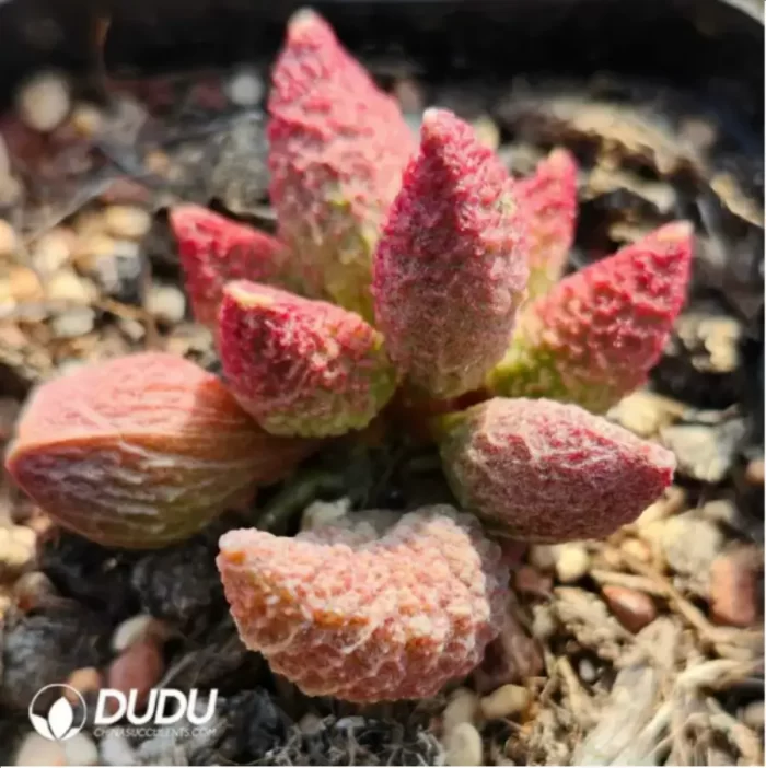 Adromischus Little Red Mouth - Image 2