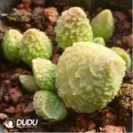 Adromischus White Sugar - Image 2