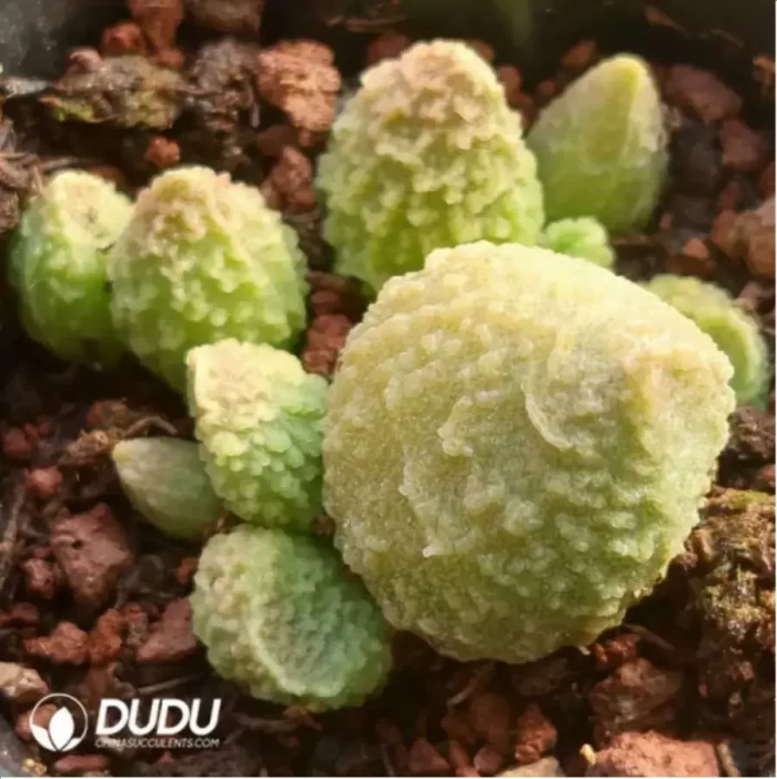 Adromischus White Sugar - Image 2